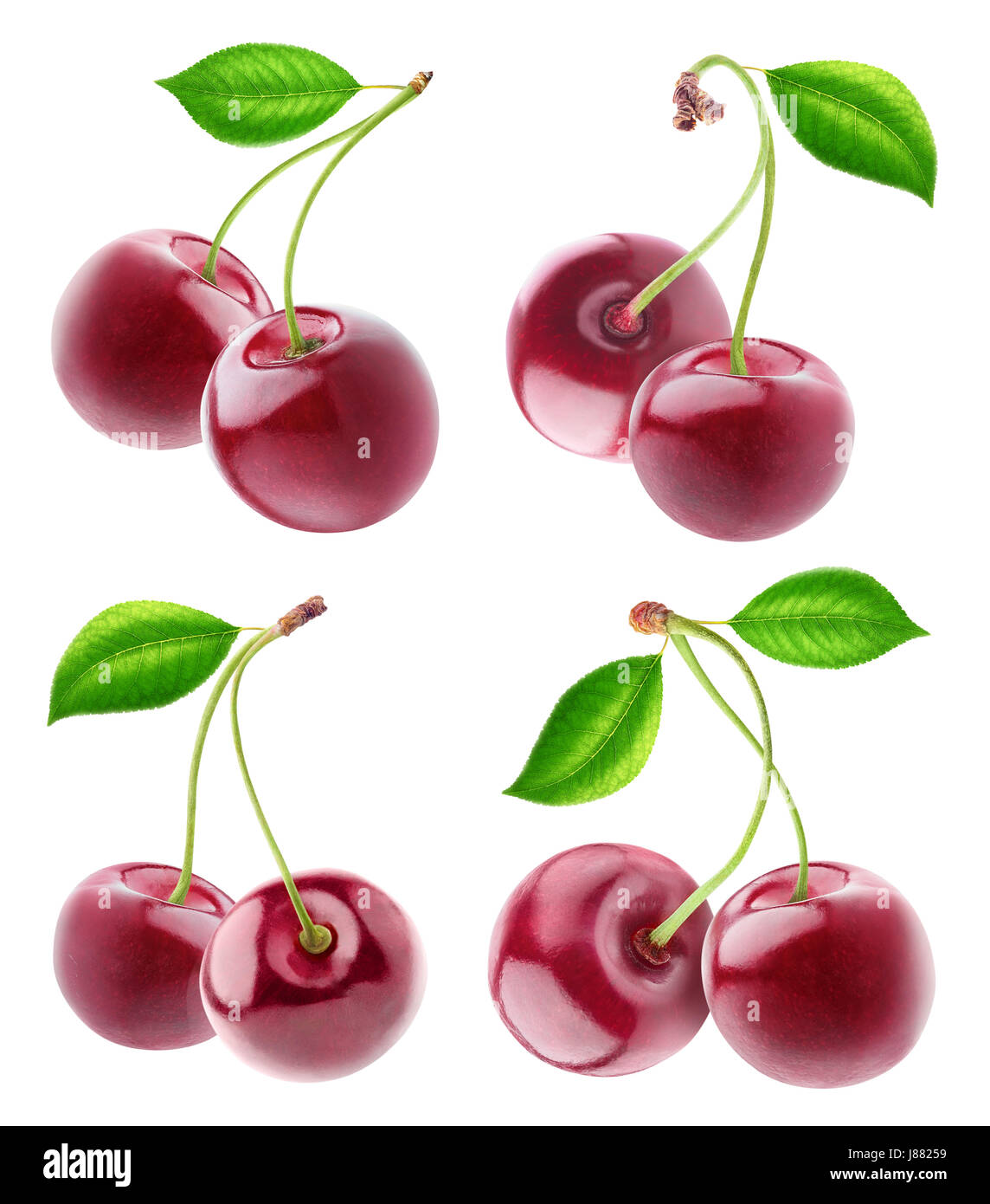 On different stems hires stock photography and images Alamy