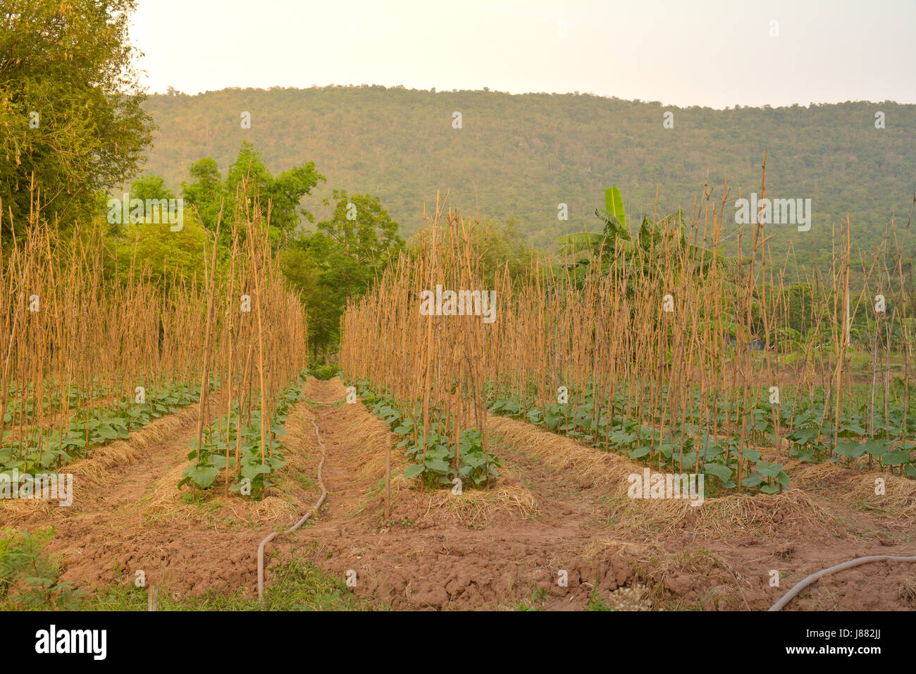 Harvesting cucumber in an cucumber tree field in morning Stock Photo