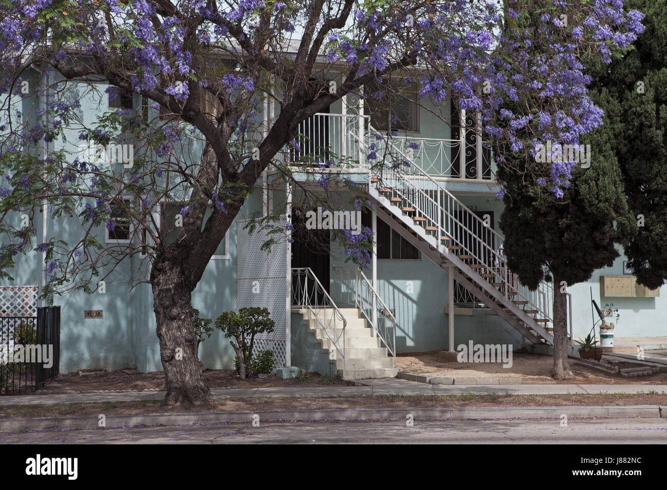 Jacaranda tree in front of apartment building in Silver Lake district