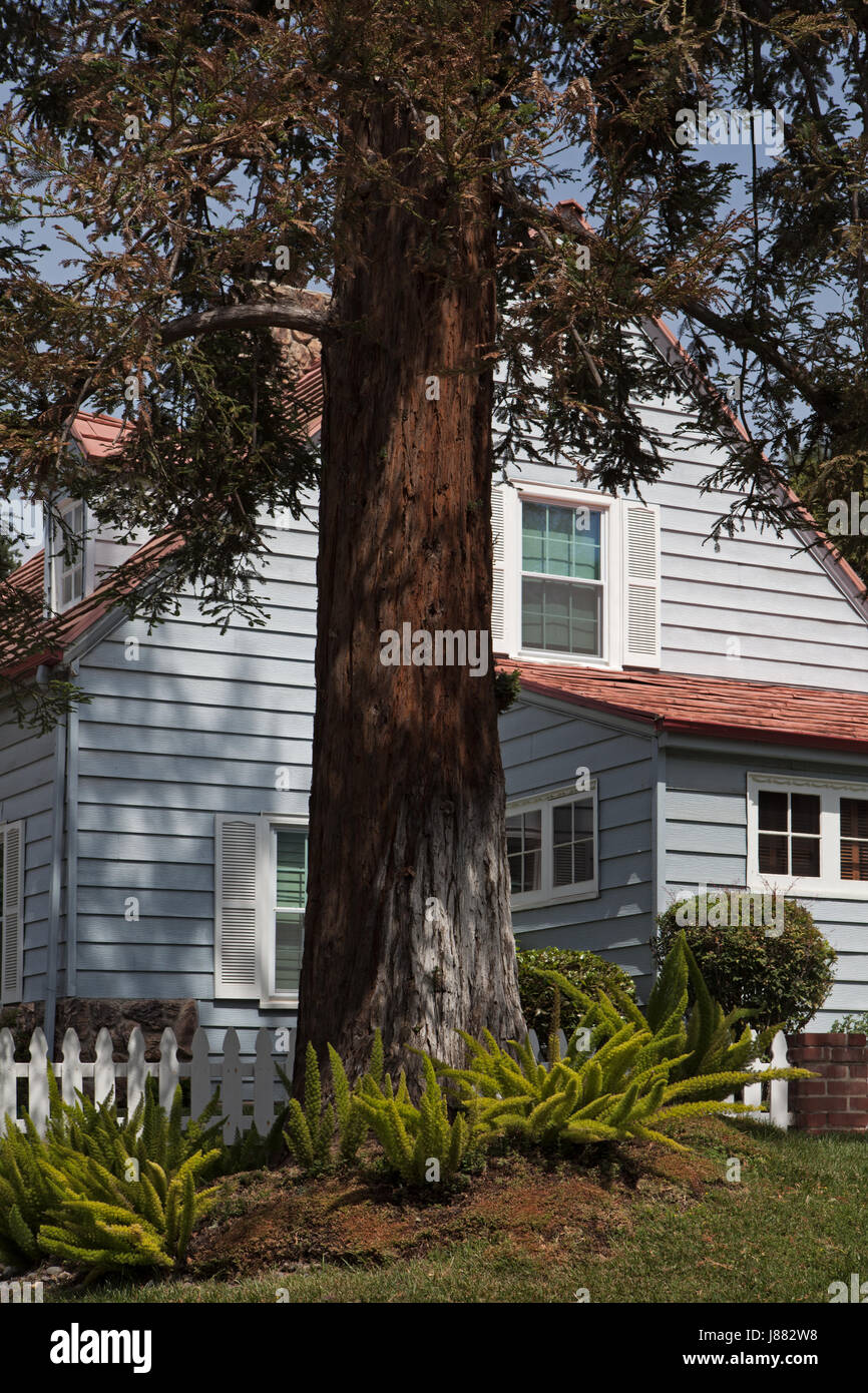 Gray house with red roof under redwood tree in Silver Lake, Los Angeles Stock Photo