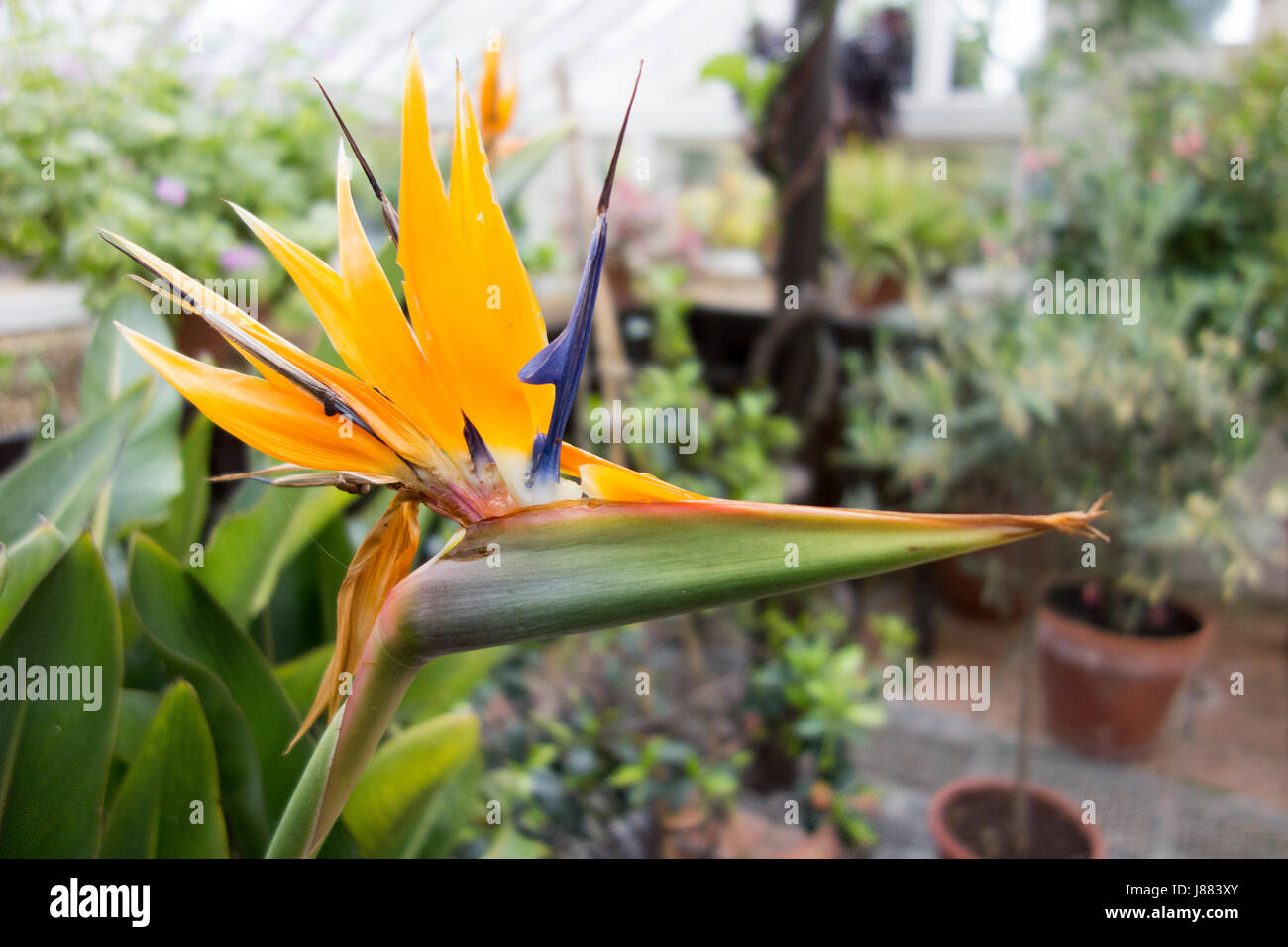 Strelitzia reginae ,bird of paradise flower, flower, greenhouse Stock Photo
