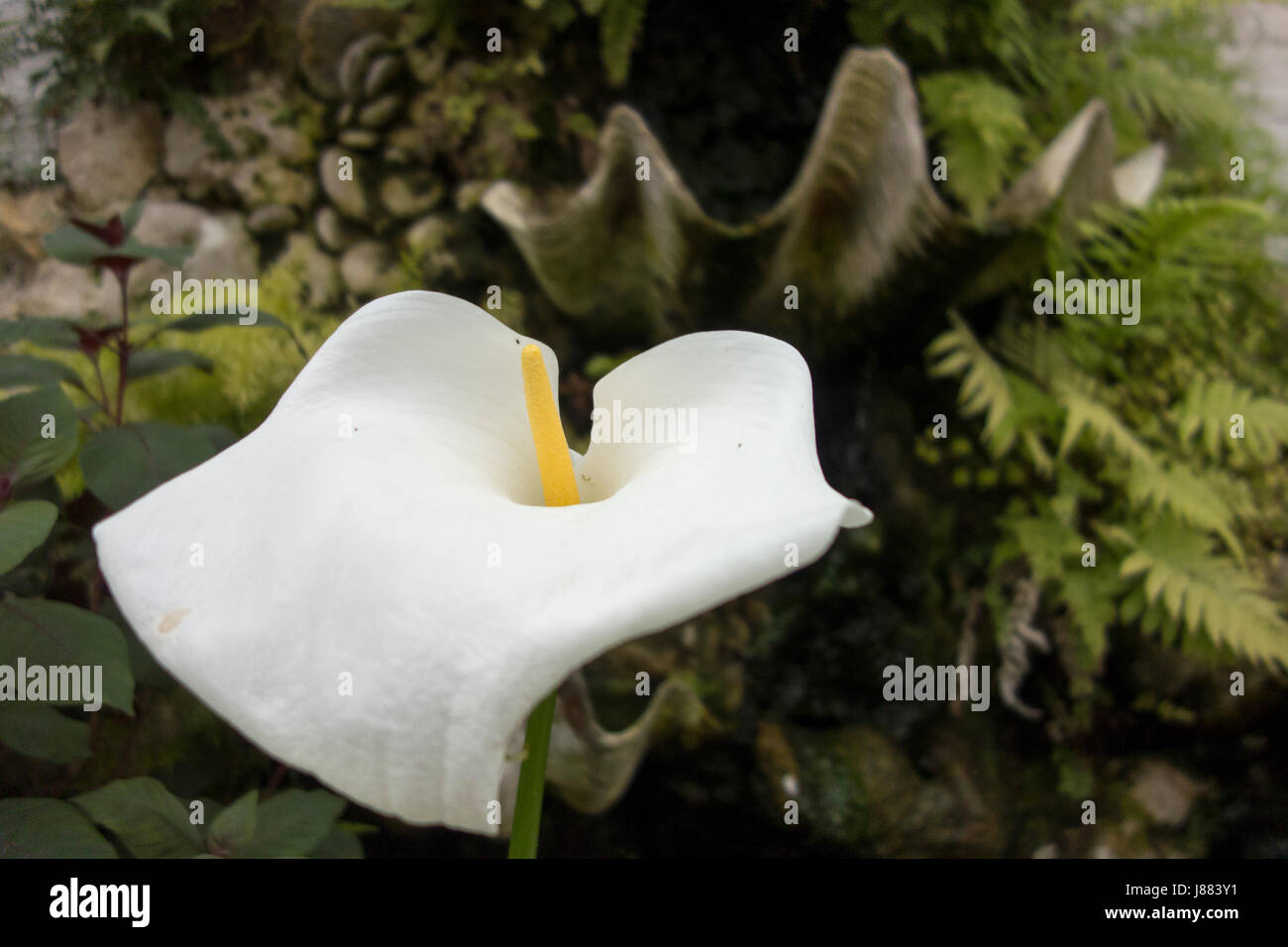 Zantedeschia aethiopica, arum lily, flower, white, greenhouse Stock Photo