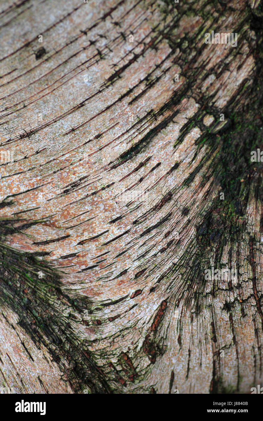 Surface details of Silver Birch, Betula pendula, bark. Stock Photo