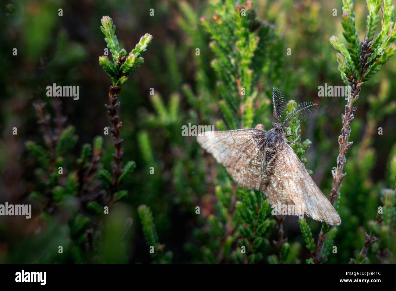 UK wildlife: Male common heath moth (ematurga atomaria) with bipectinate antennae, Ilkley Moor, Yorkshire, UK Stock Photo