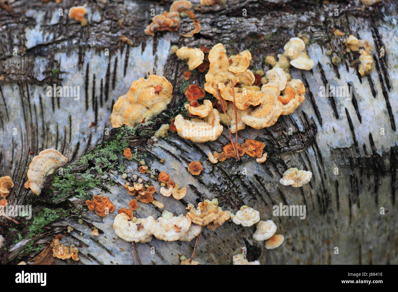 Fungus growing on the trunk of a fallen silver birch tree. Stock Photo