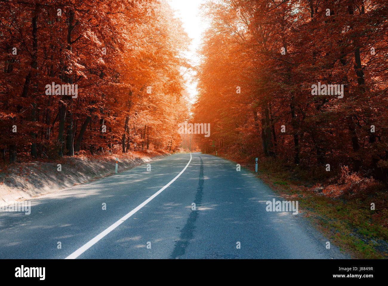 asphalt road through autumn forest Stock Photo - Alamy