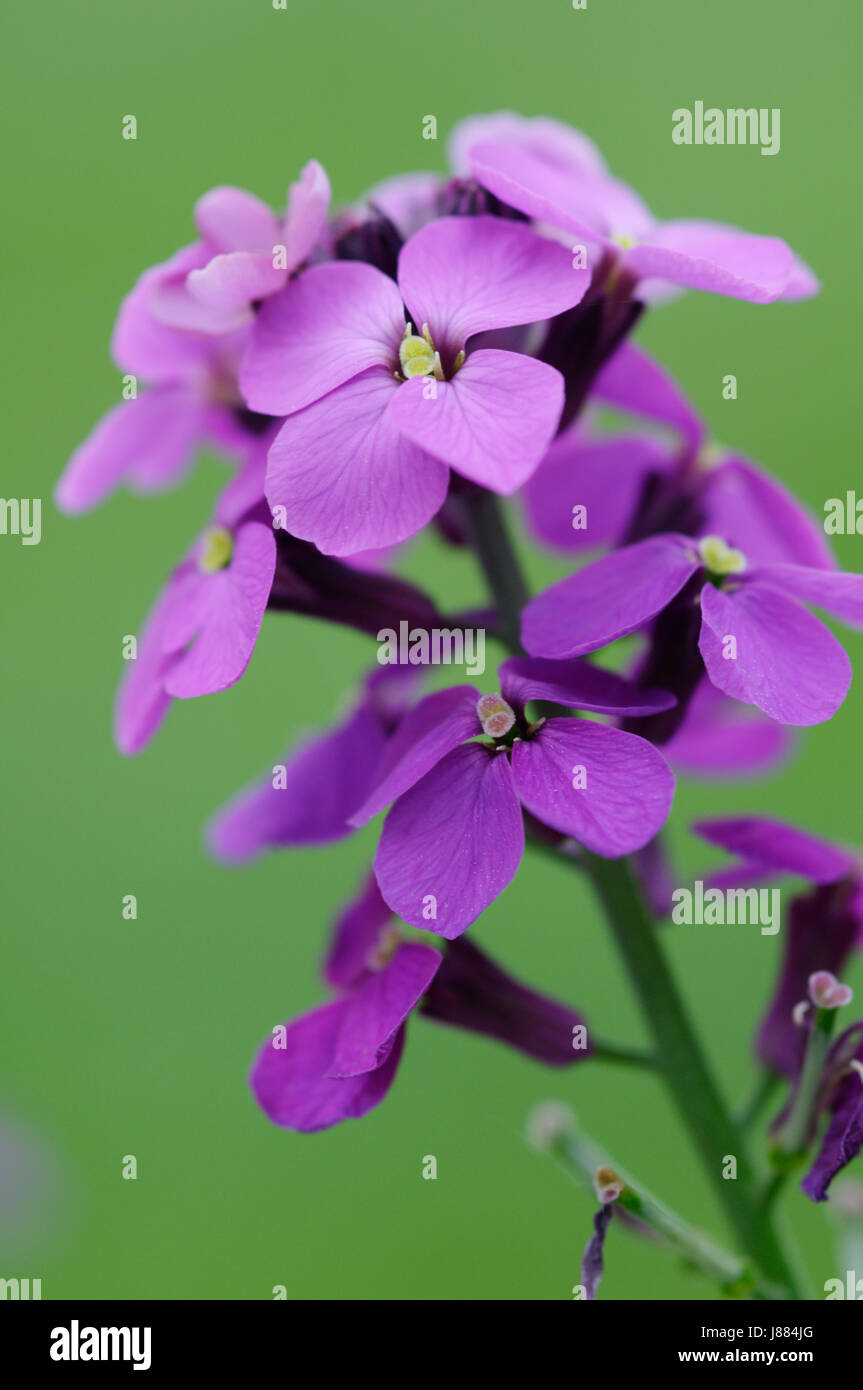English Wallflower High Resolution Stock Photography and Images - Alamy