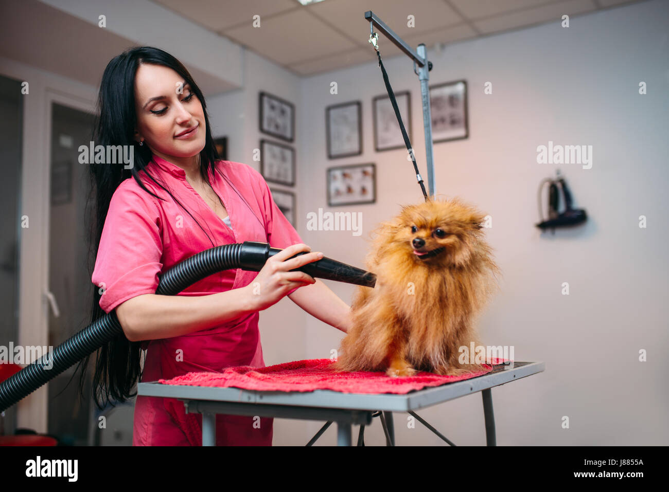 Female pet groomer dry dog fur with a hair dryer, puppy washing in grooming  salon. Professional groom and hairstyle for domestic animals Stock Photo -  Alamy