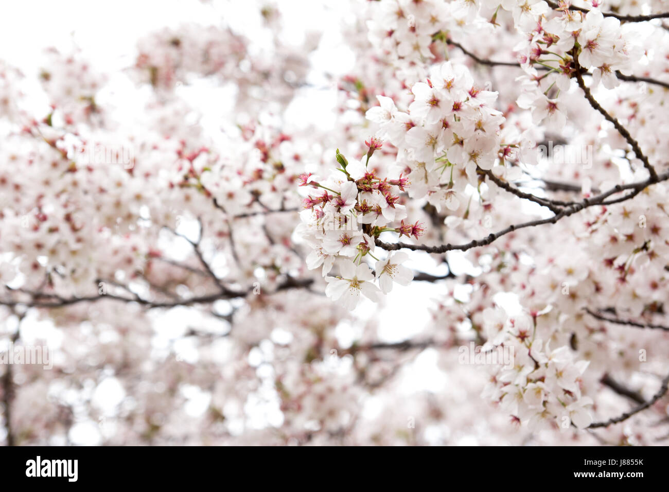 Closed up of sakura (Cherry) blossom background Stock Photo - Alamy