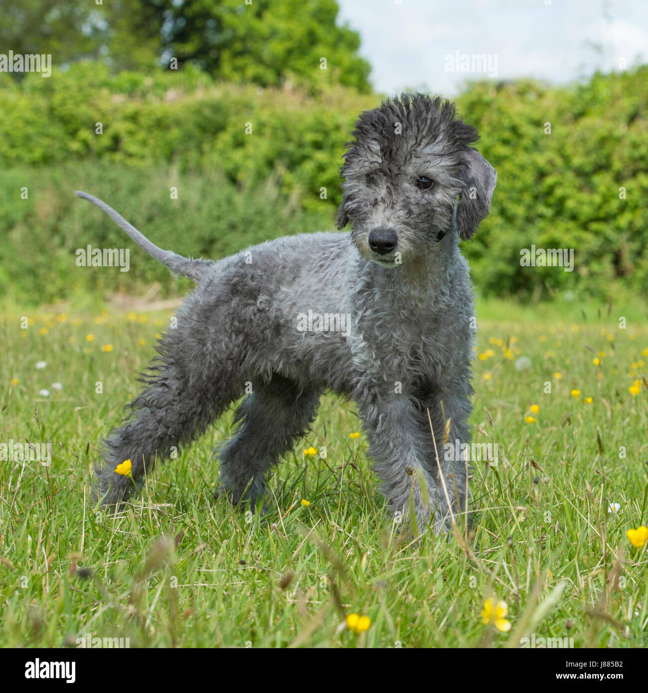Bedlington terrier cheap x poodle
