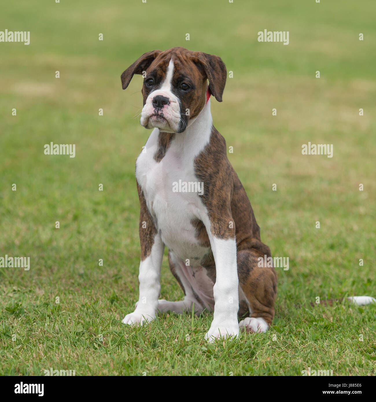 Are Boxers Obedient Dogs