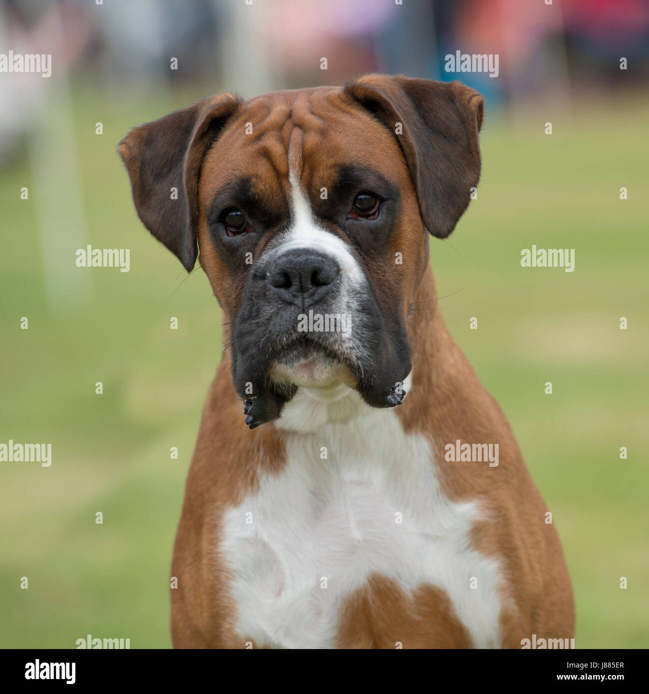 Boxer Pedigree High Resolution Stock Photography and Images - Alamy