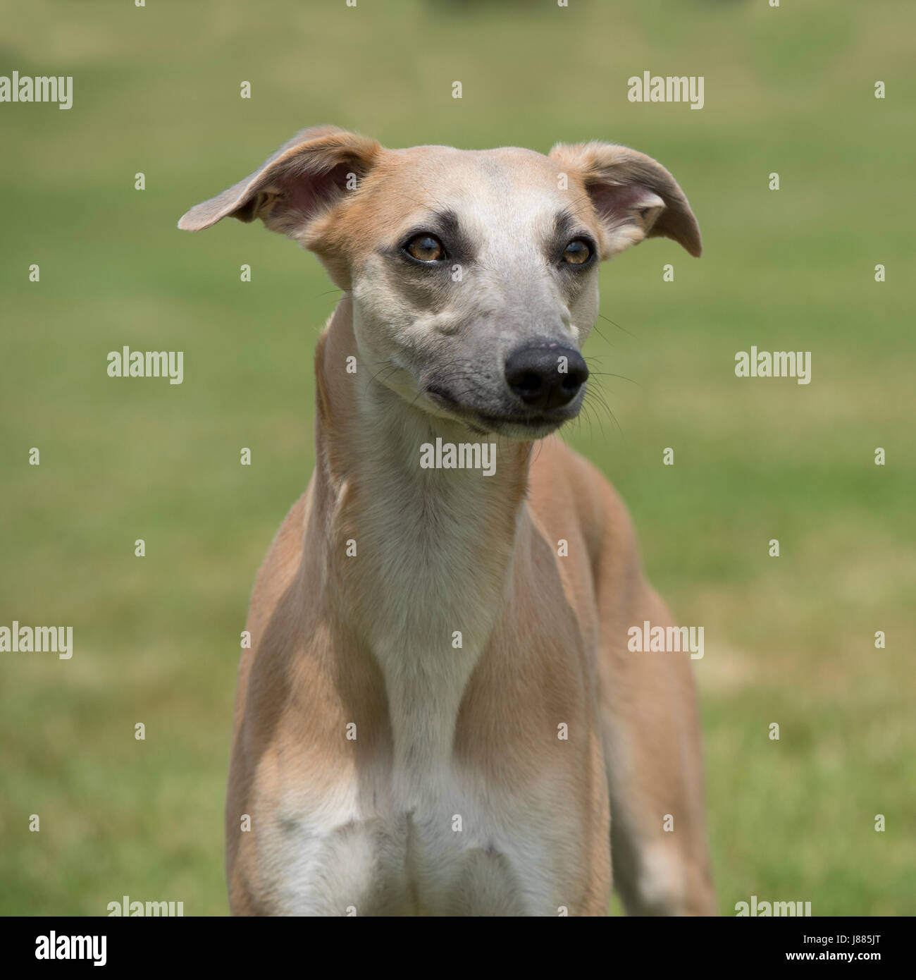 whippet blue fawn
