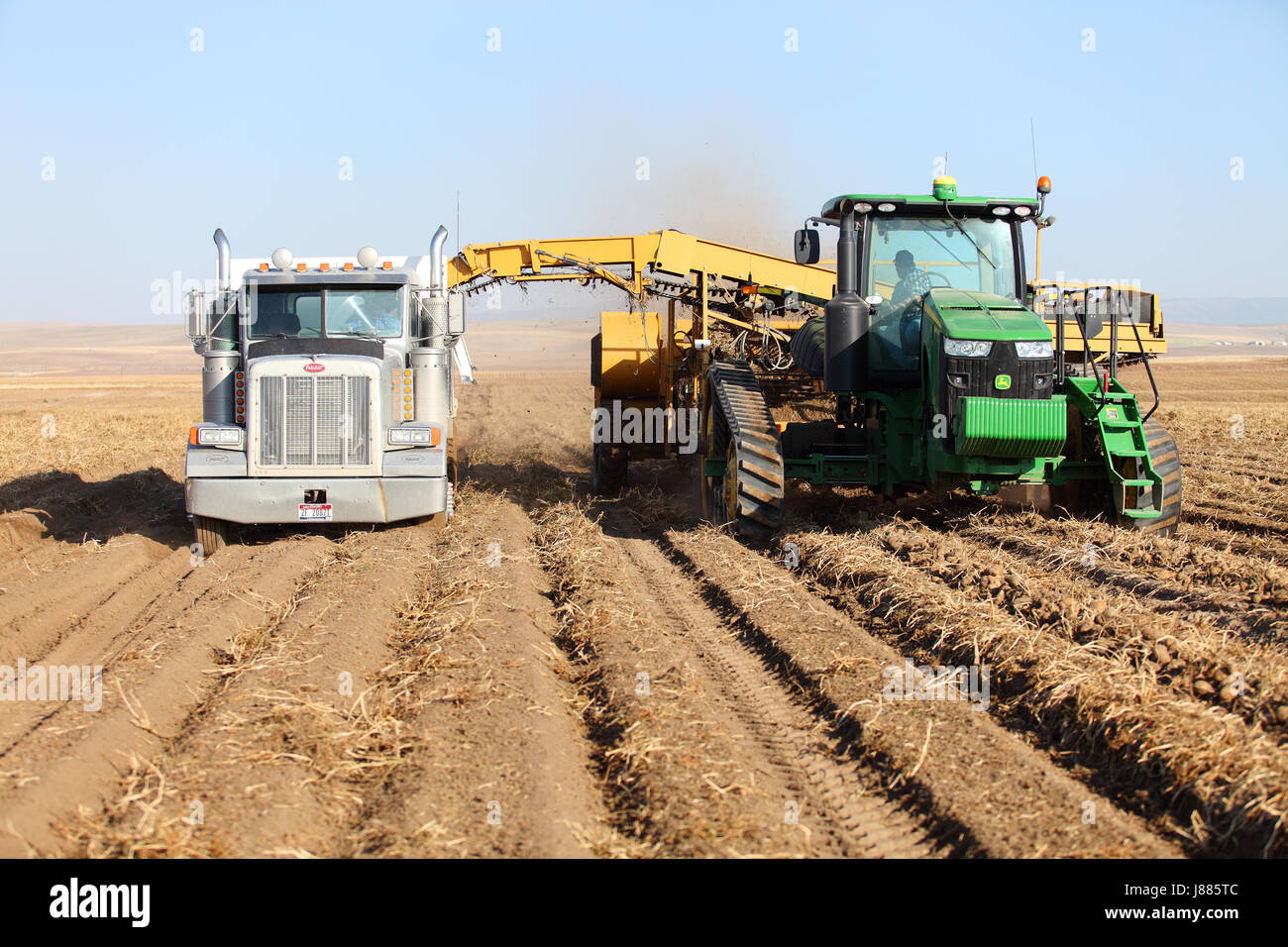 Farmers and field hands use machinery in Idaho farm fields harvesting potatoes. The potatoes are dug and placed gently in a truck for transport Stock Photo