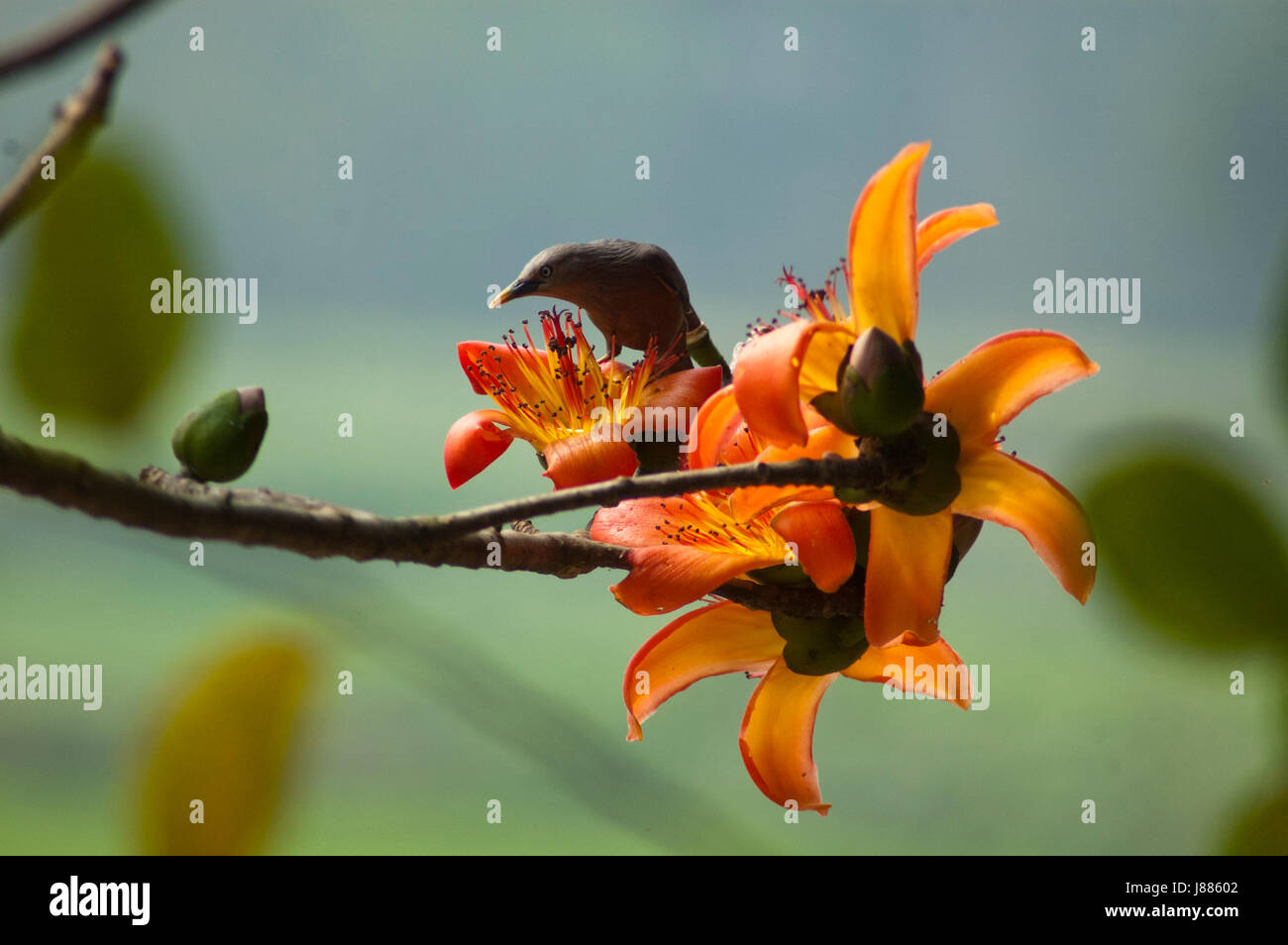 A Chestnut-tailed Starling known as Kath shalik perching on the Silk Cotton tree or 'Shimul' tree during spring. Kaliganj, Gazipur, Bangladesh. Stock Photo