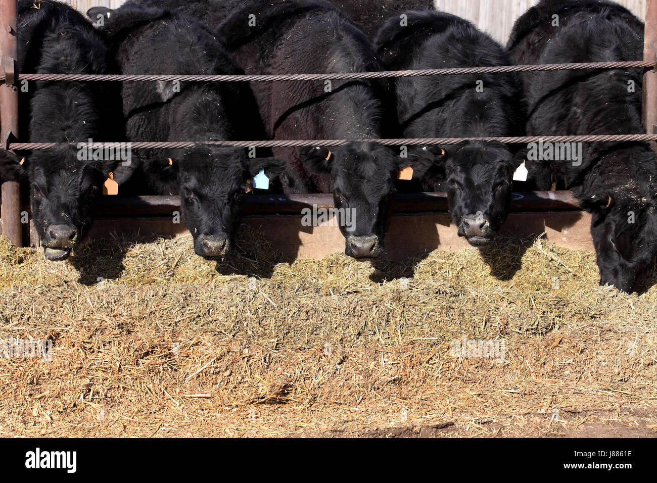 Black angus cows feeding on chopped hay in a feedlot Stock Photo Alamy