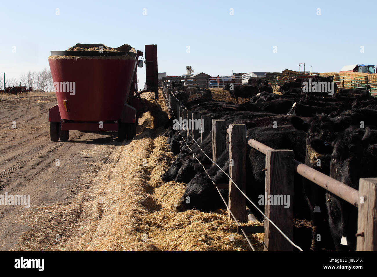 Black angus cows feeding on chopped hay at a feedlot Stock Photo Alamy