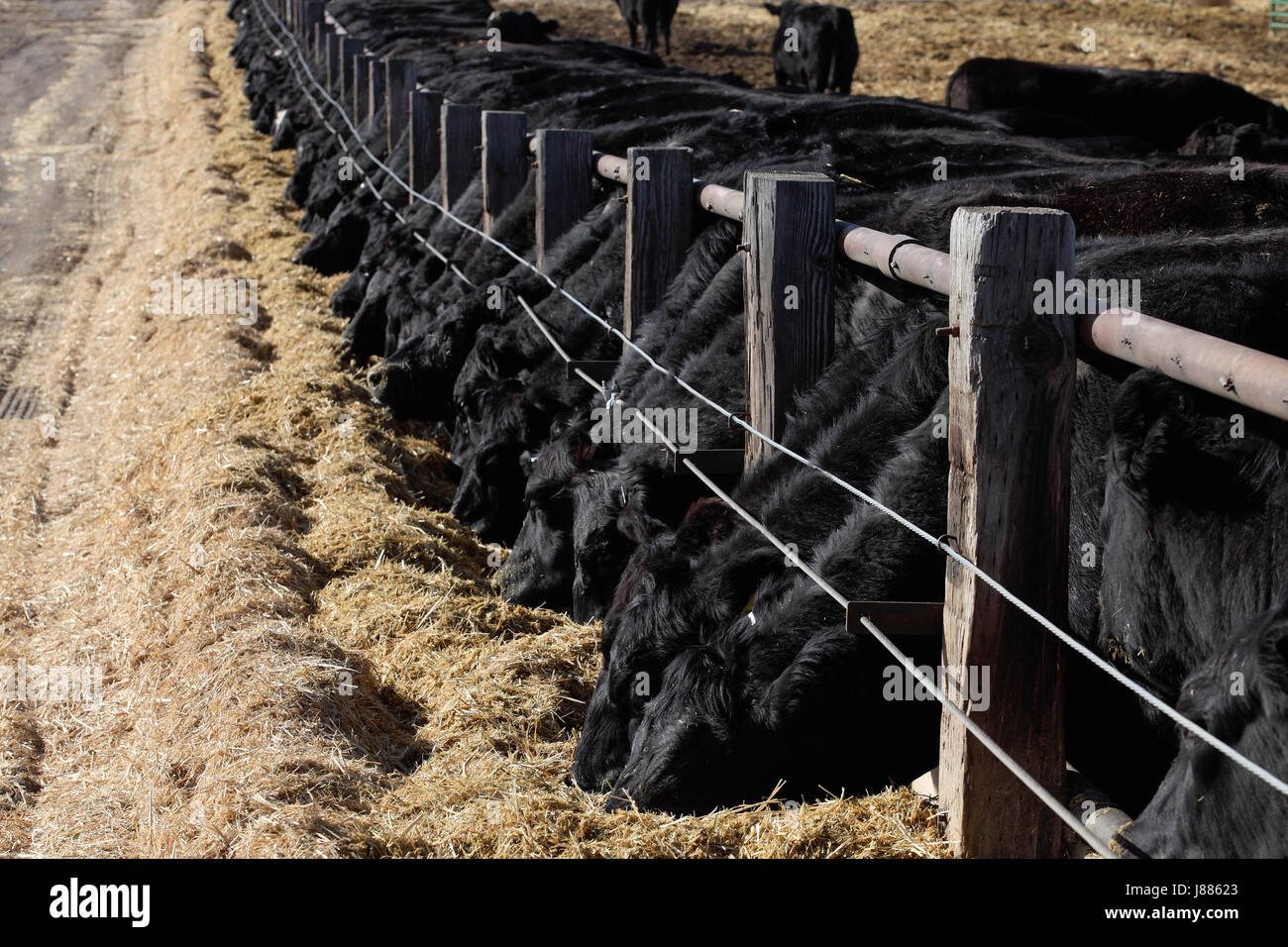Black angus cattle feeding in a feedlot Stock Photo