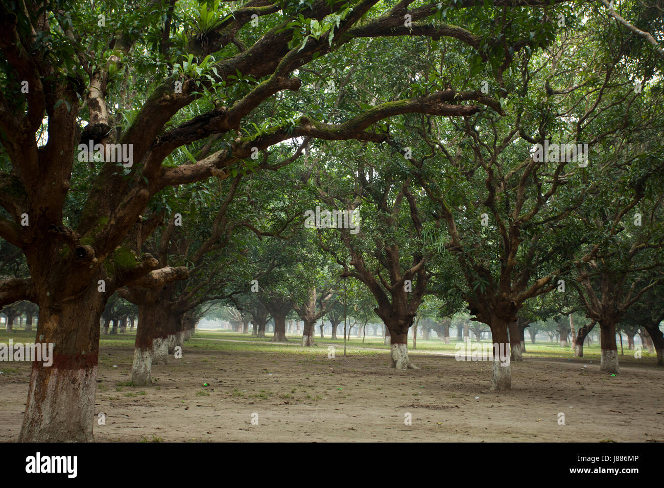 The mango grove at the village of Baidyanathtala in Meherpur, from where the Proclamation of