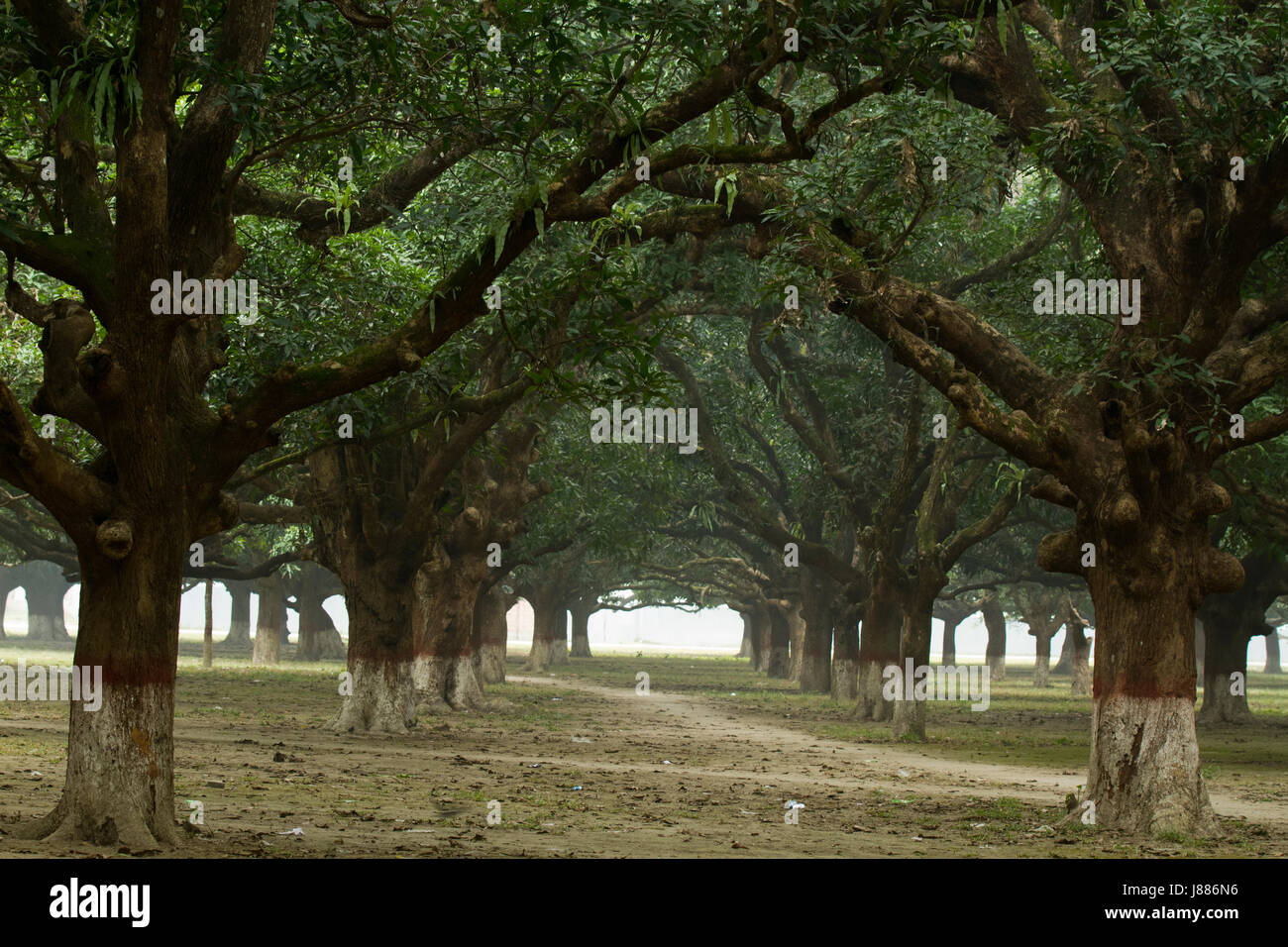 The mango grove at the village of Baidyanathtala in Meherpur, from