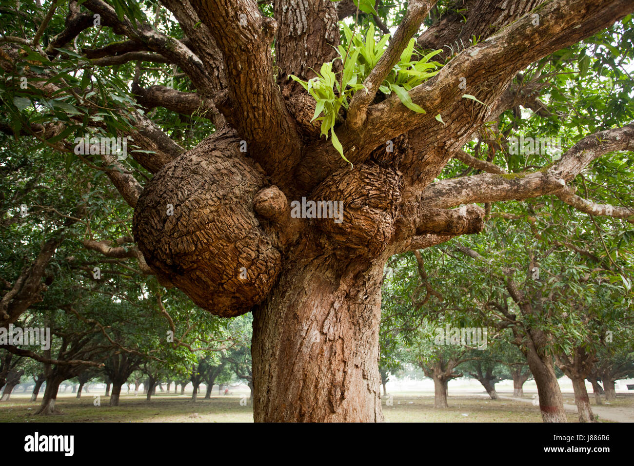 The mango grove at the village of Baidyanathtala in Meherpur, from where the Proclamation of