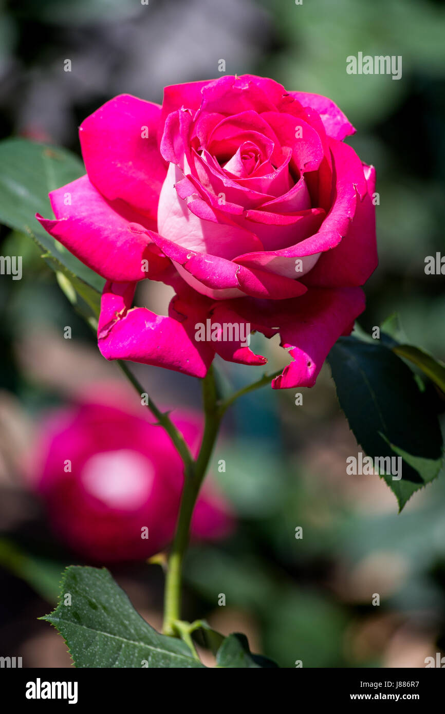 Birth flower is rose hires stock photography and images Alamy