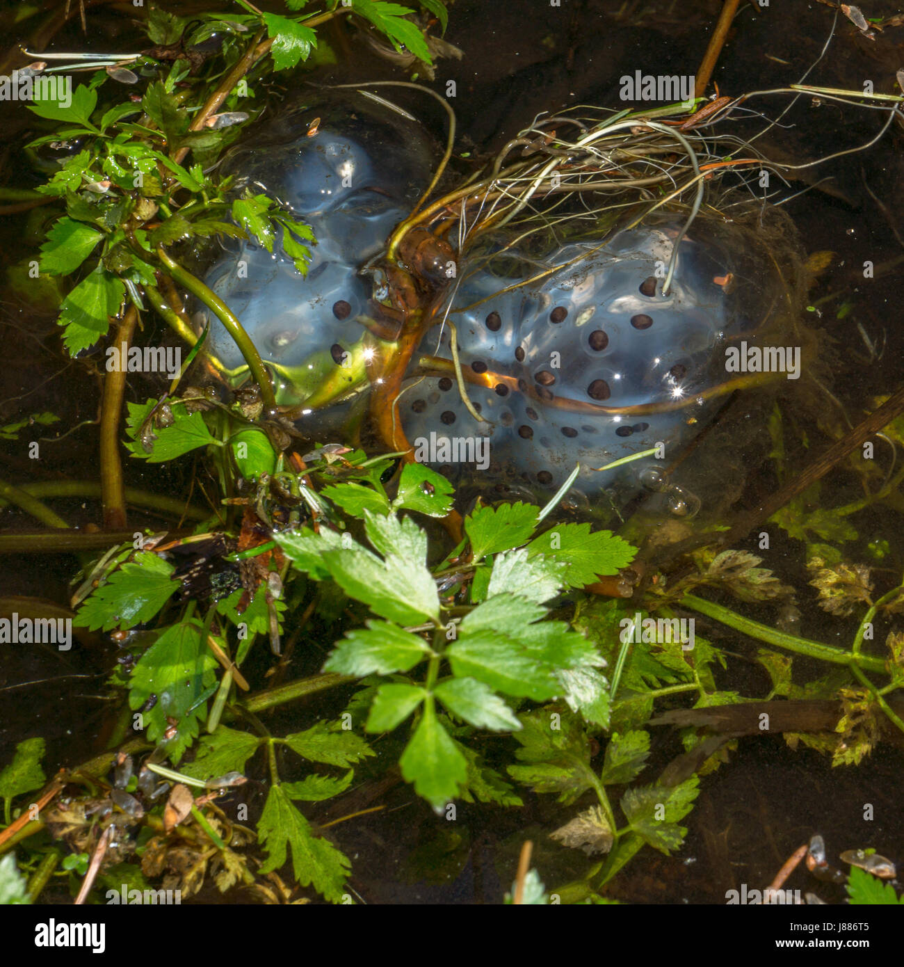 Salamander egg hires stock photography and images Alamy