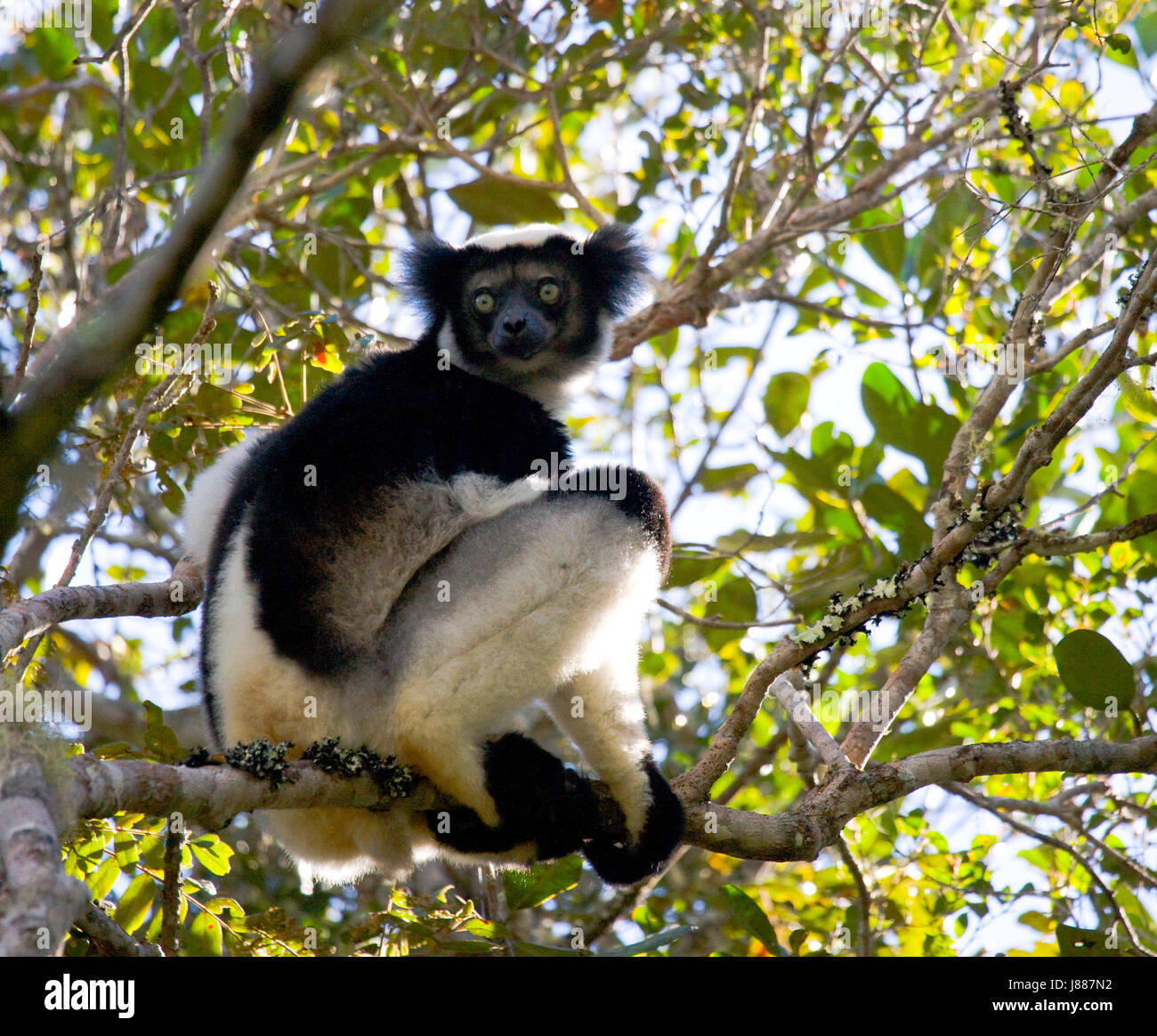 Indri is sitting on a tree. Madagascar. Mantadia National Park Stock ...