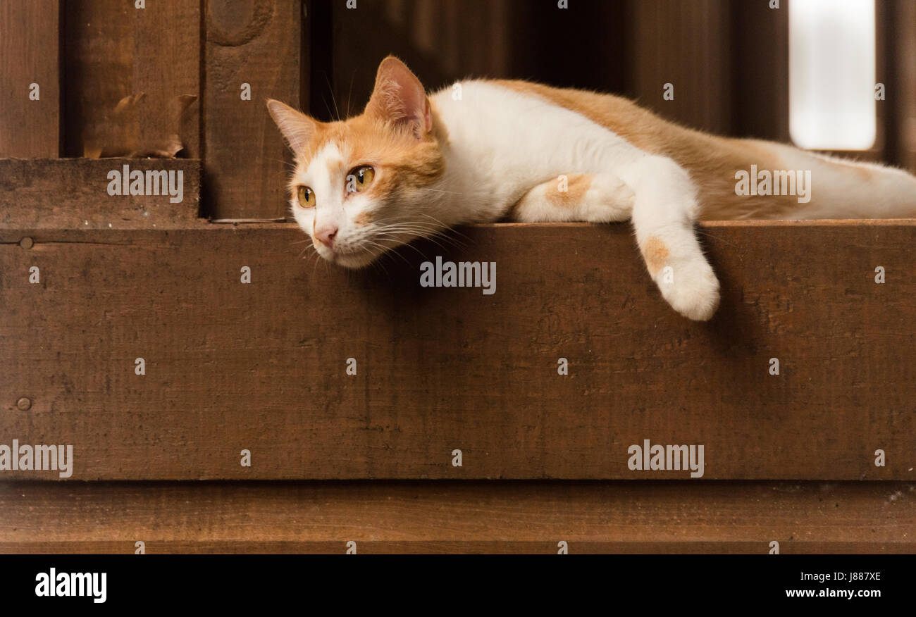 Cat Hanging Over Balcony Stock Photo Alamy