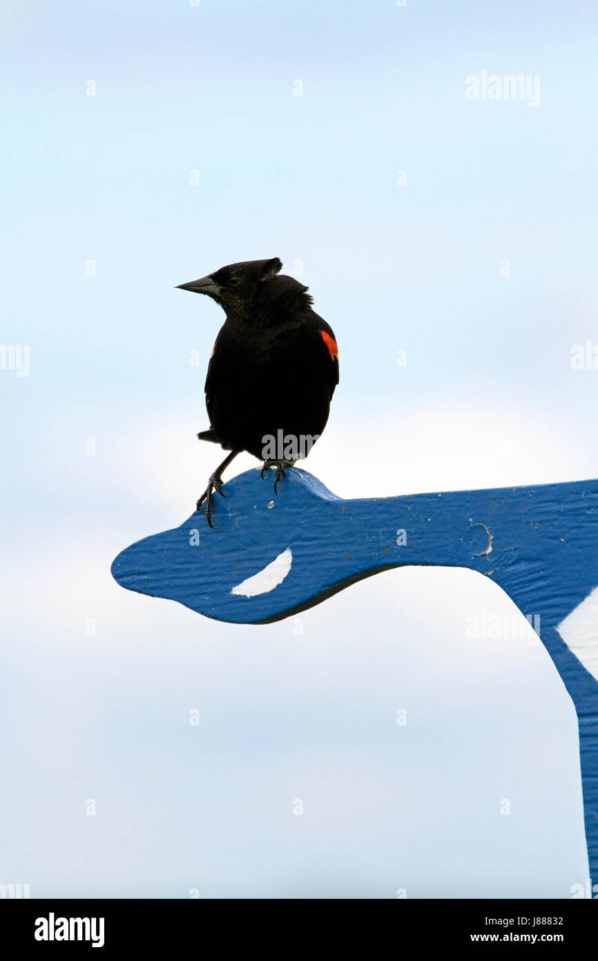 Red-winged blackbird at the Edwin B Forsythe NWR, New Jersey, USA Stock Photo