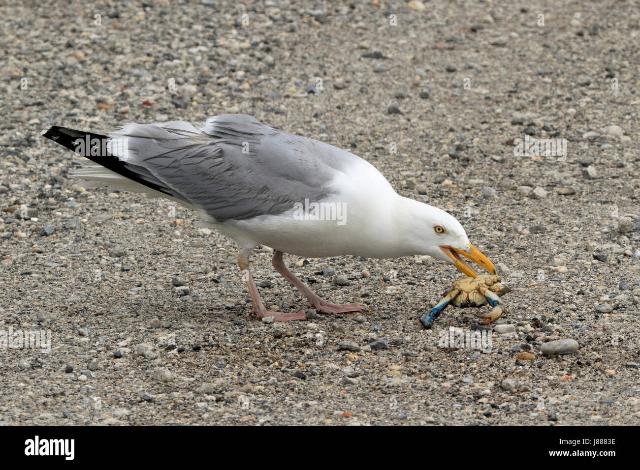 Herring gull crab bird hires stock photography and images Alamy