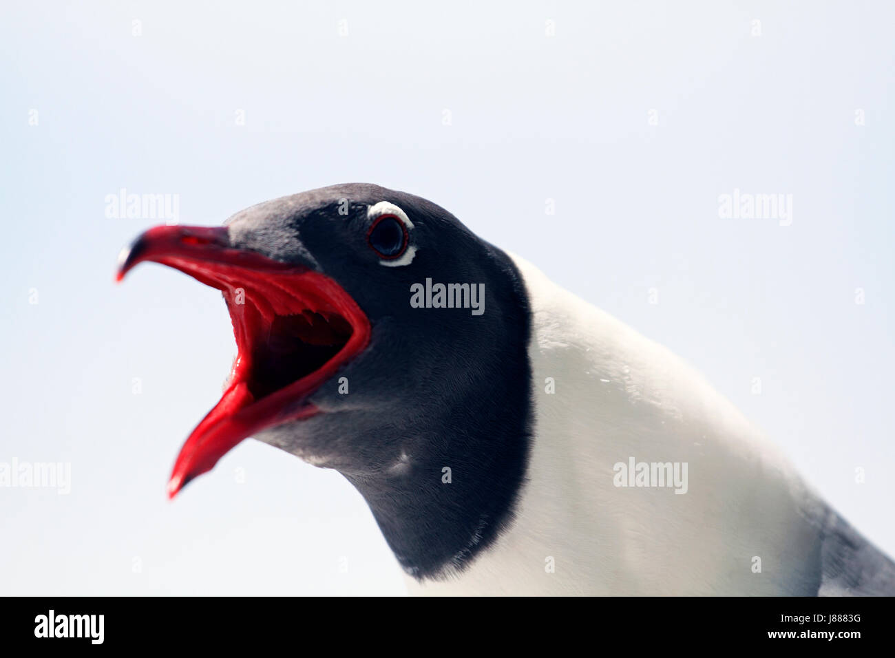 Laughing Gull shrieking, Wildwood Crest, New Jersey, USA Stock Photo