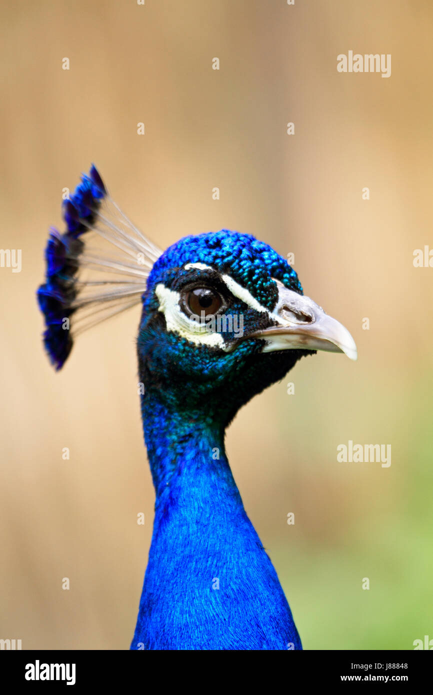 Indian peacock hi-res stock photography and images - Alamy