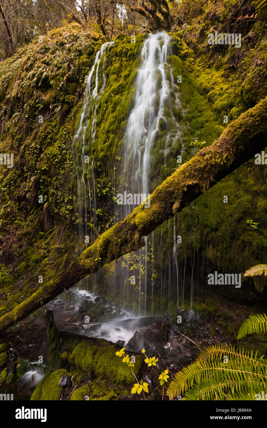 Natural wonders in Oregon. Spring season hike at Silver Falls state park. Amazing place to hike with beautiful view of the waterfalls. Stock Photo