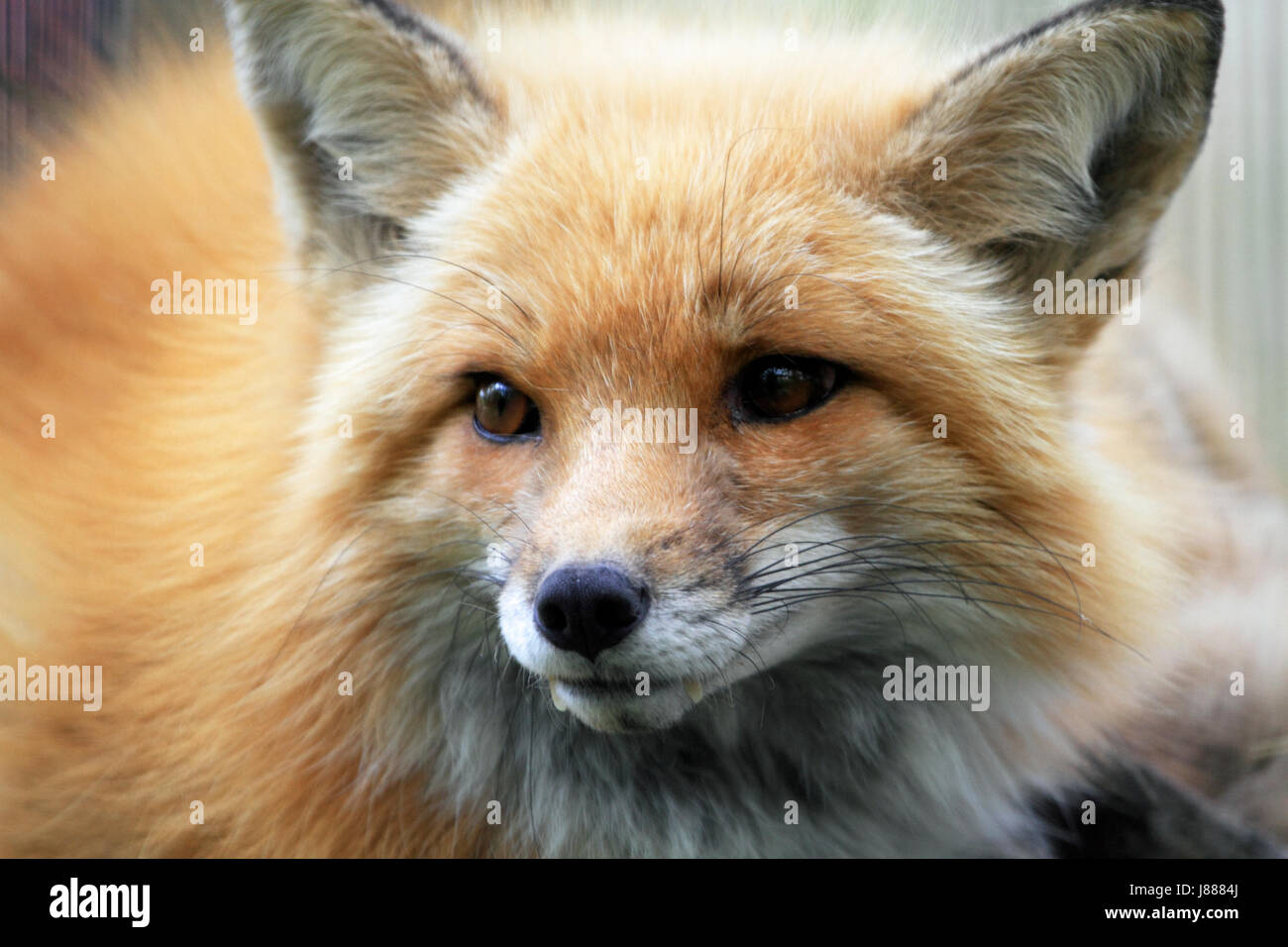 Red Fox, Vulpes vulpes, closeup Stock Photo