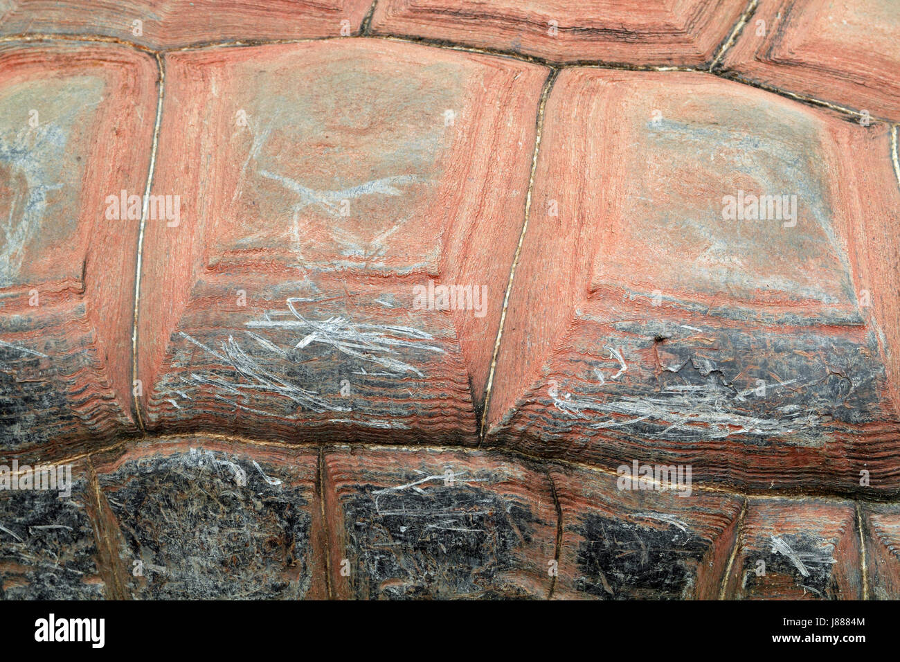 Tortoise shell art hi-res stock photography and images - Alamy