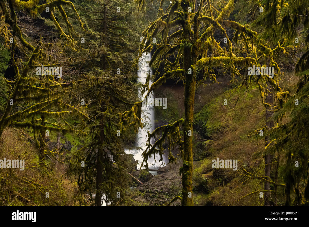 Natural wonders in Oregon. Spring season hike at Silver Falls state park. Amazing place to hike with beautiful view of the waterfalls. Stock Photo