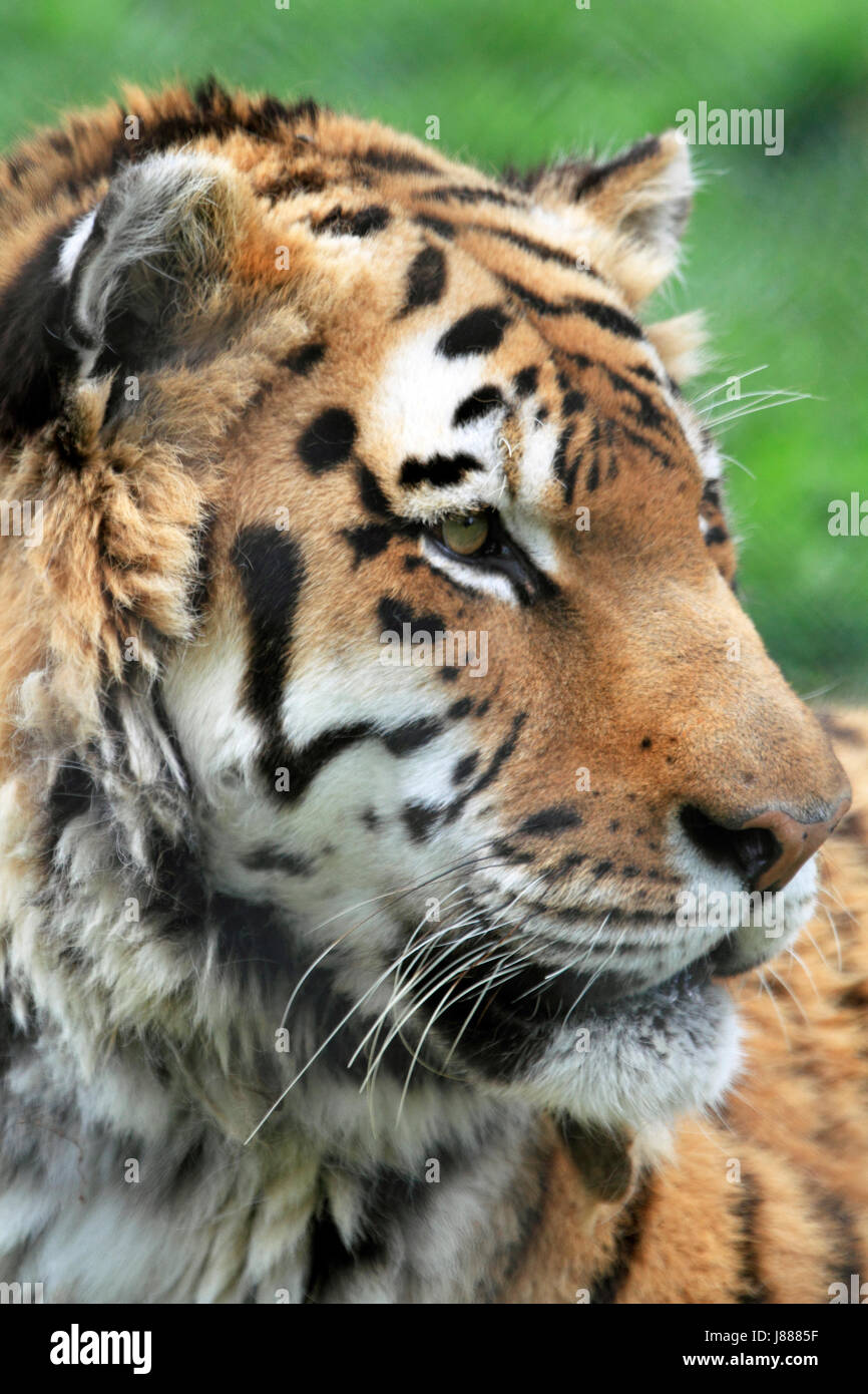 A Siberian Tiger or Amur Tiger, Panthera tigris altaica Stock Photo