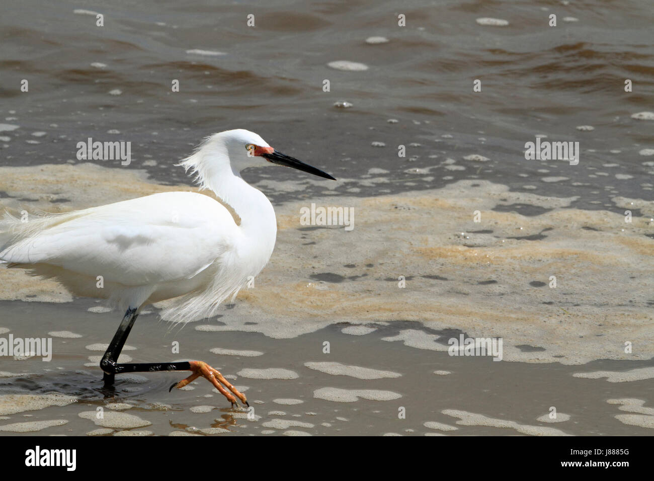 Snowy Egret, Egretta thula, in breeding plummage Stock Photo