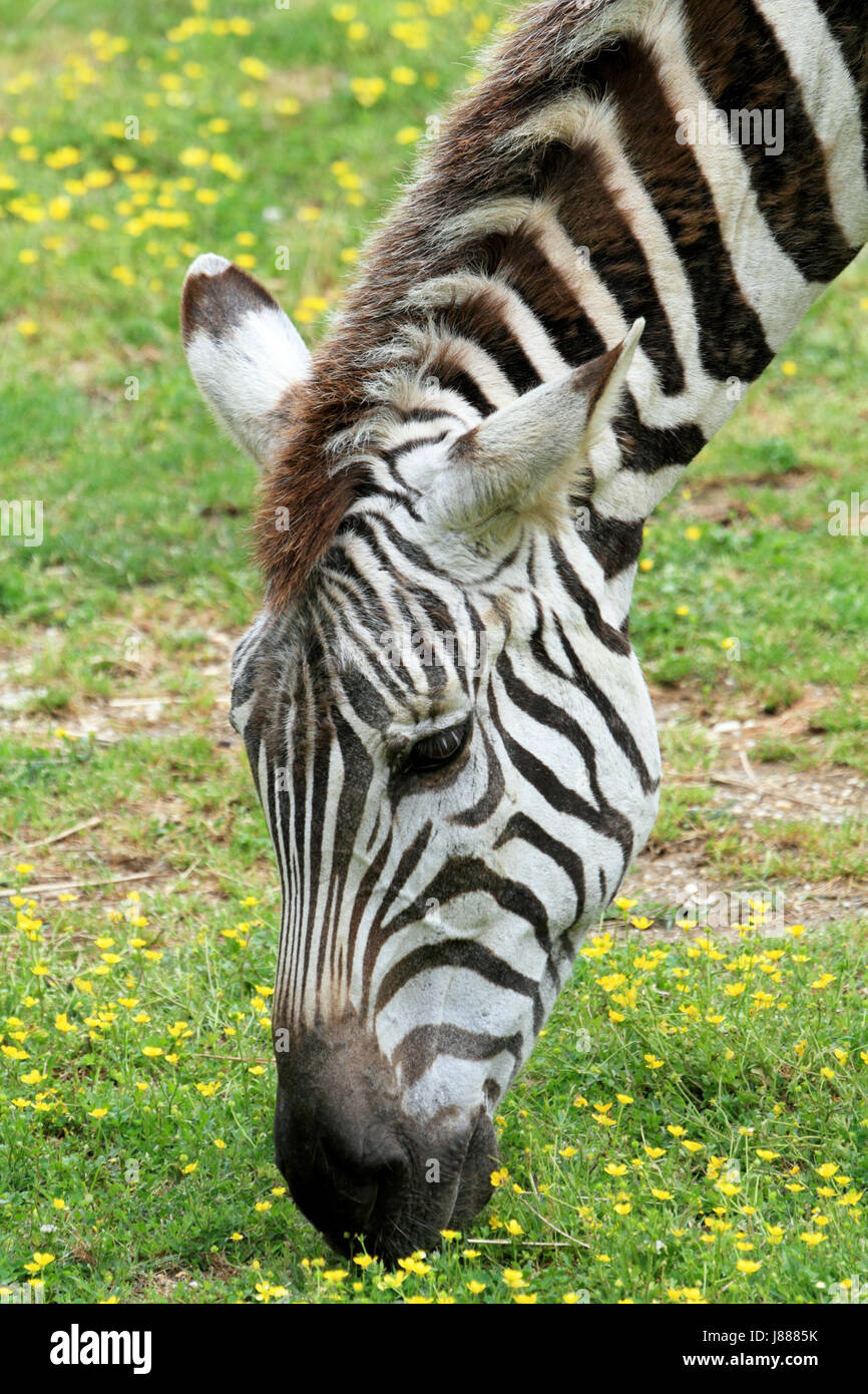 Grant's Zebra, Equus quagga Stock Photo