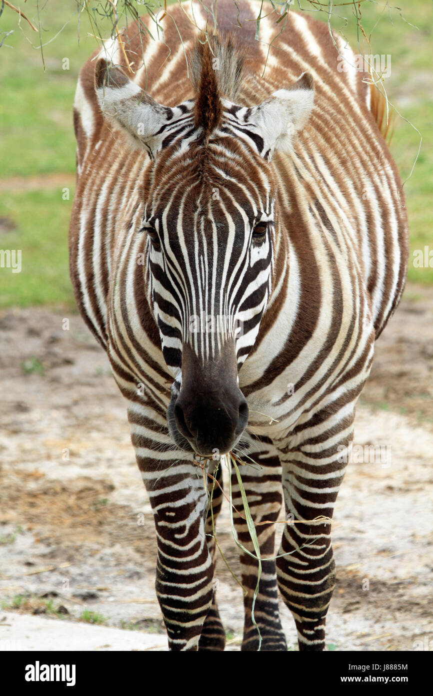 Grant's Zebra, Equus quagga Stock Photo - Alamy