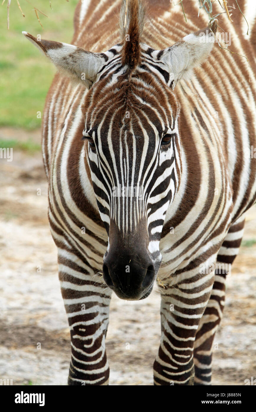 Grant's Zebra, Equus quagga Stock Photo - Alamy