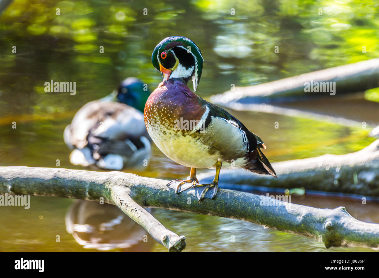 A male wood duck at Lost Lagoon in Stanley Park. Stock Photo