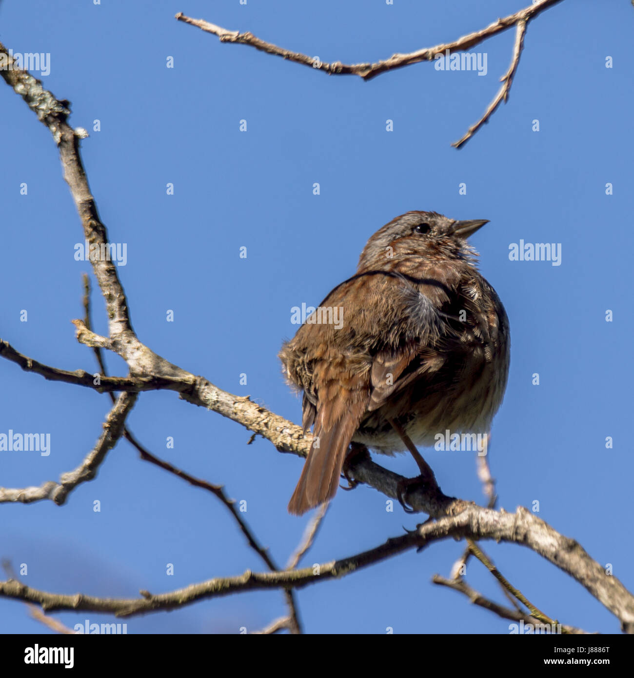 A fox sparrow singing at Lost Lagoon. Stock Photo