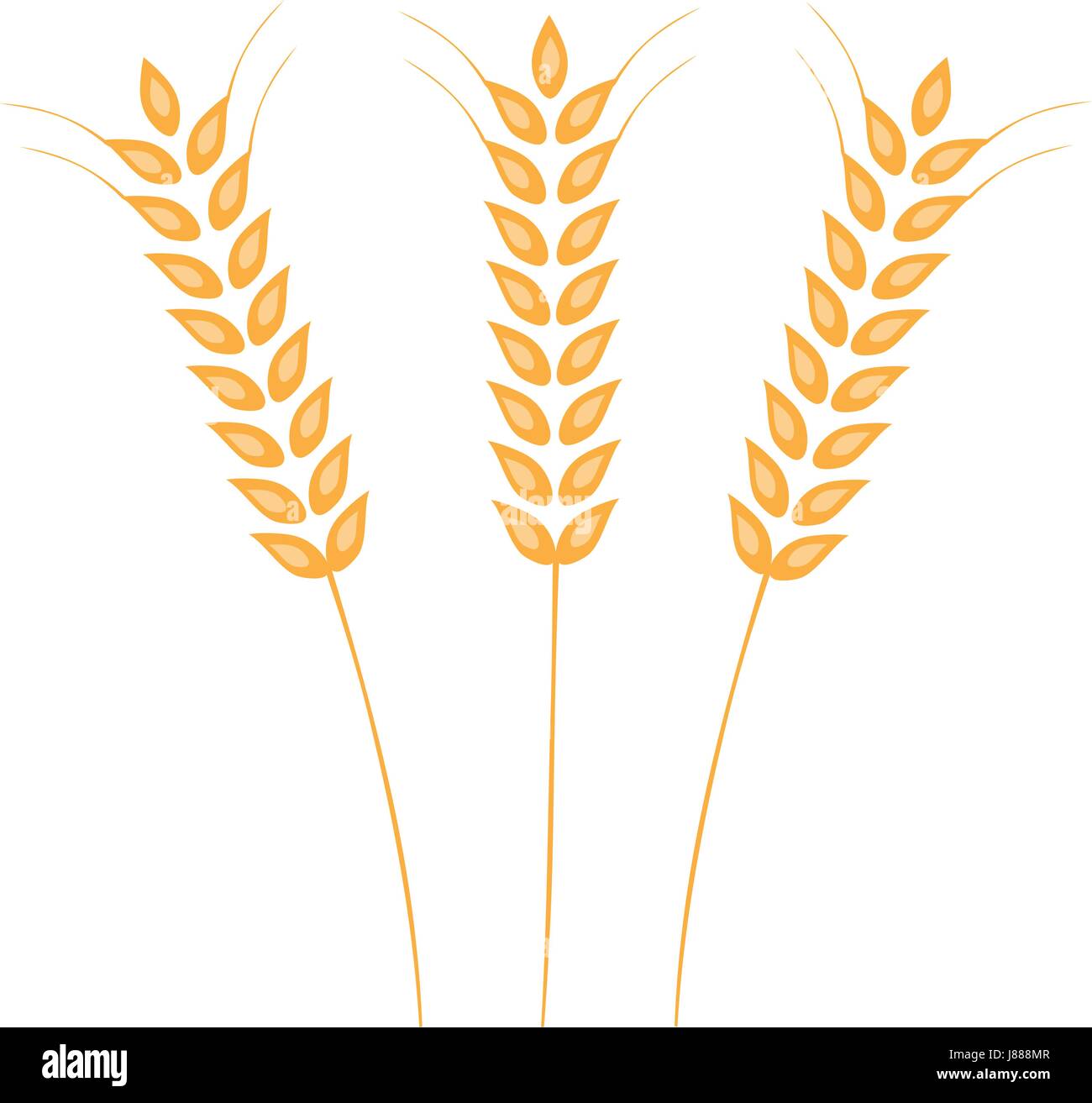 Vector illustration of Ears of Wheat, Barley or Rye. Ideal for bread packaging. Vector icon. Stock Vector