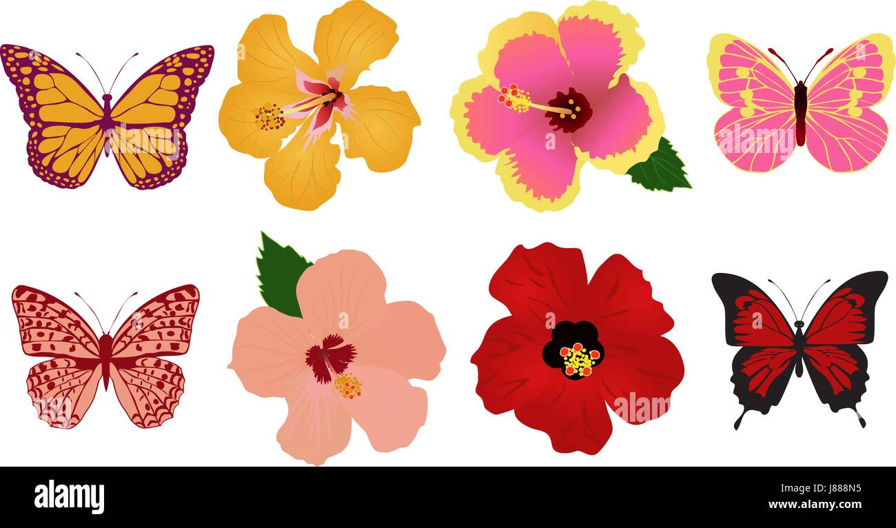 vector illustration of butterflies and hibiscus tropical flowers background Stock Vector