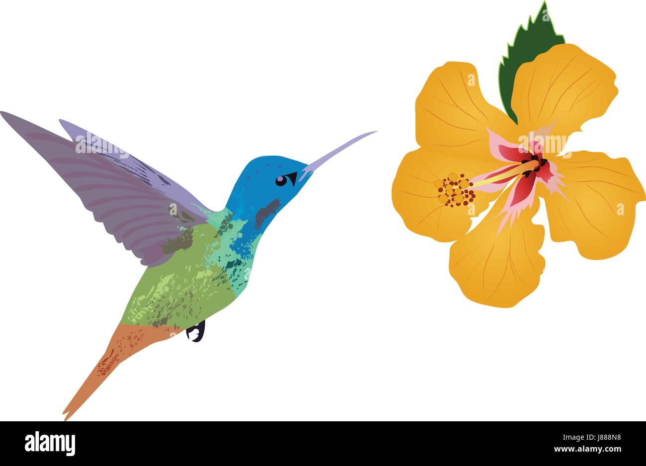 vector illustration of floral background with tropical flowers, hummingbirds Stock Vector