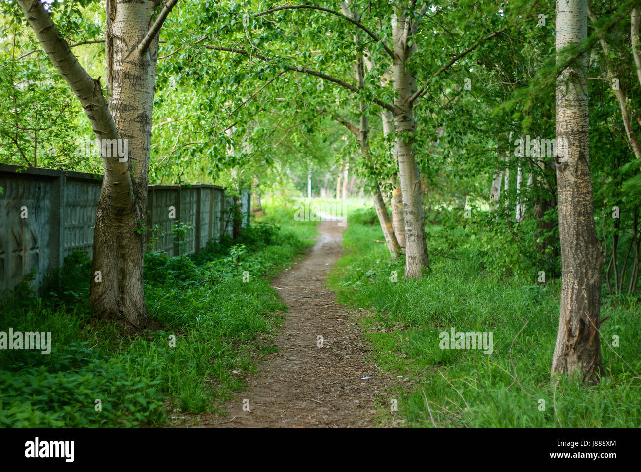 A path in a green forest in summer Stock Photo - Alamy