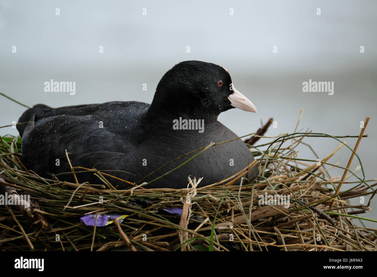 Coot images hi-res stock photography and images - Alamy