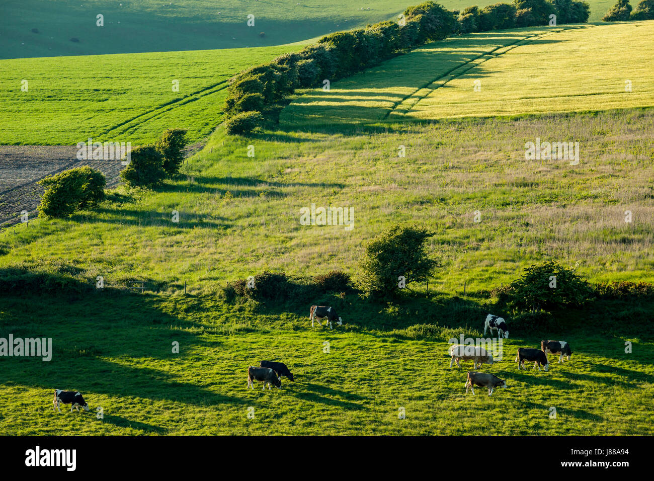 Cows grazing on the South Downs, East Sussex, England. Stock Photo